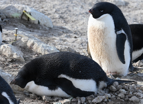 penguin pair with egg