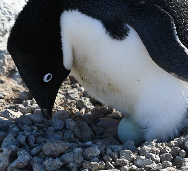 penguin on eggs