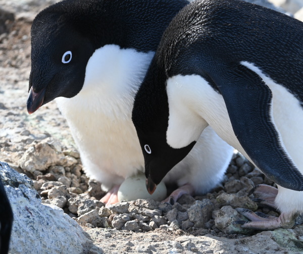 penguins on eggs