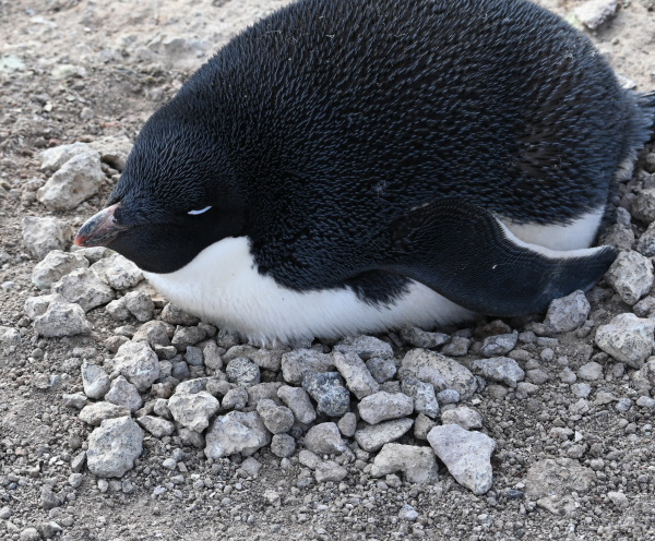 Penguin on a nest.