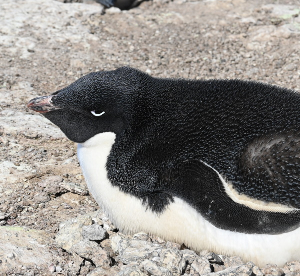 penguin on a nest
