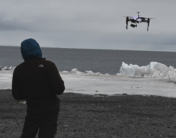 Drone over penguins