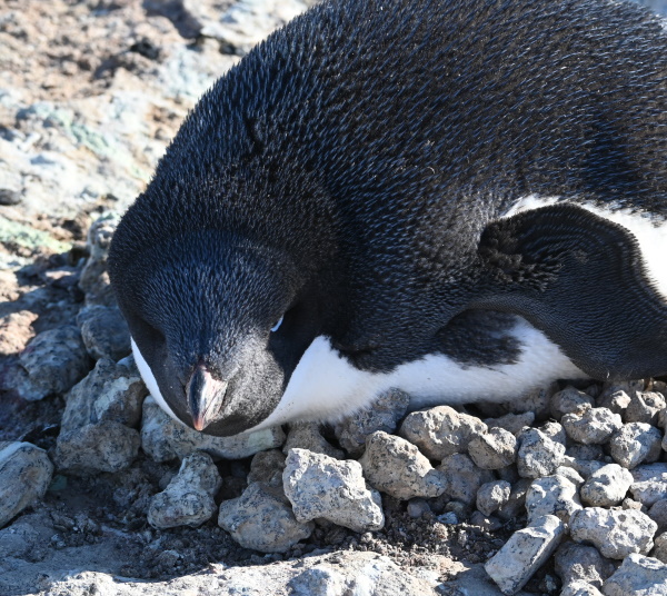 penguin adult