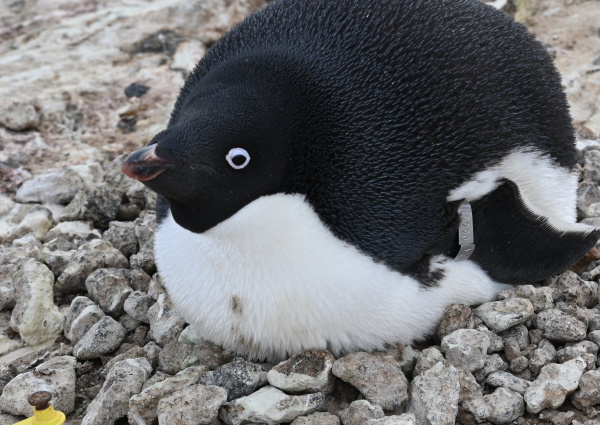 Penguin with eggs
