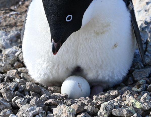 Penguin on a nest