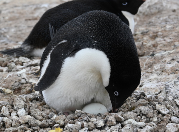 Penguin on a nest