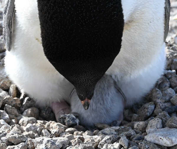 penguin adult