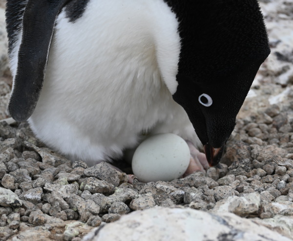 penguin on eggs