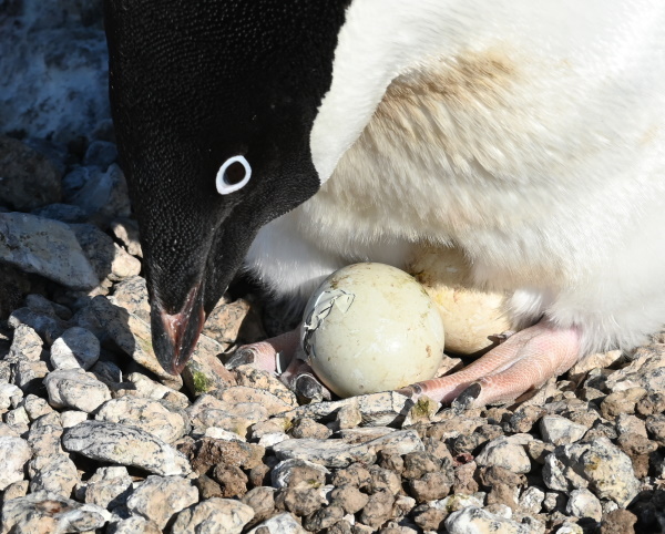 penguins on eggs