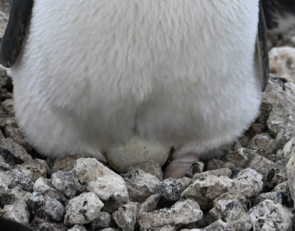 Penguin on eggs.