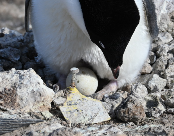Penguin on eggs.