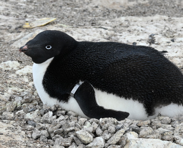 penguin on a nest.