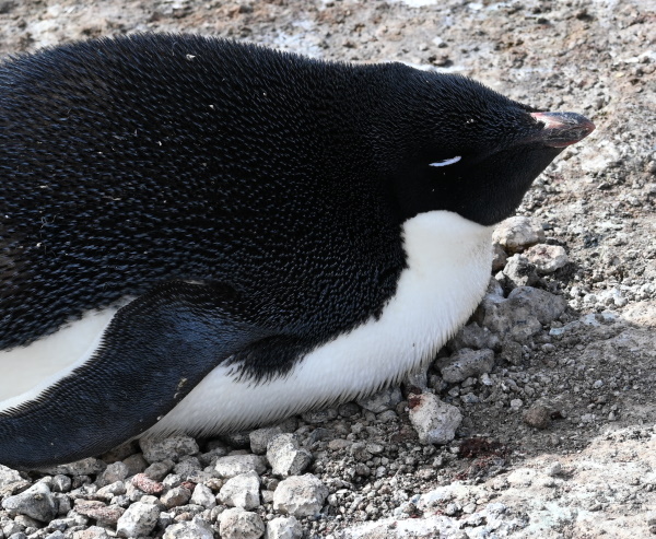 penguin on a nest.