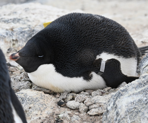 penguins on their nest