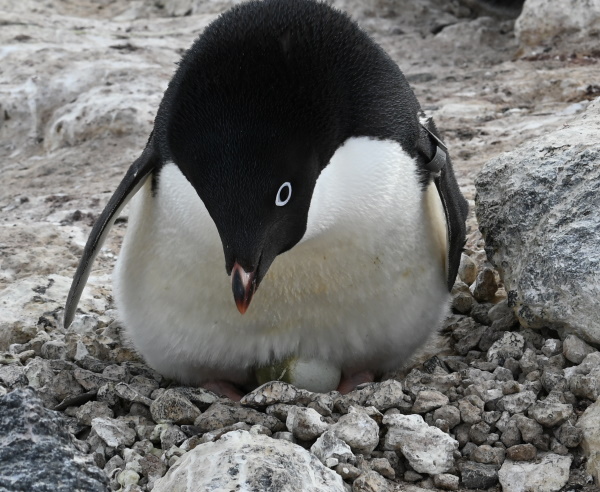 Penguins on a nest