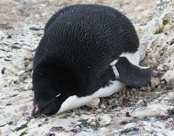 Penguins on a nest