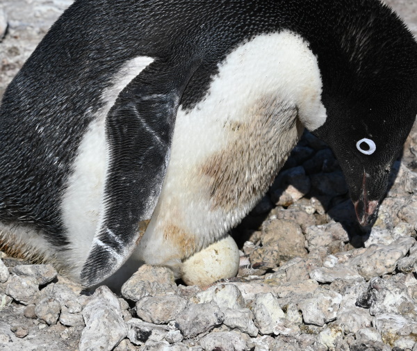 Penguin on eggs