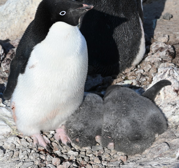 penguin on a nest