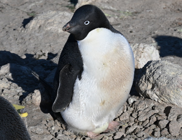penguin with eggs