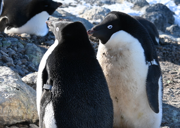 banded penguins