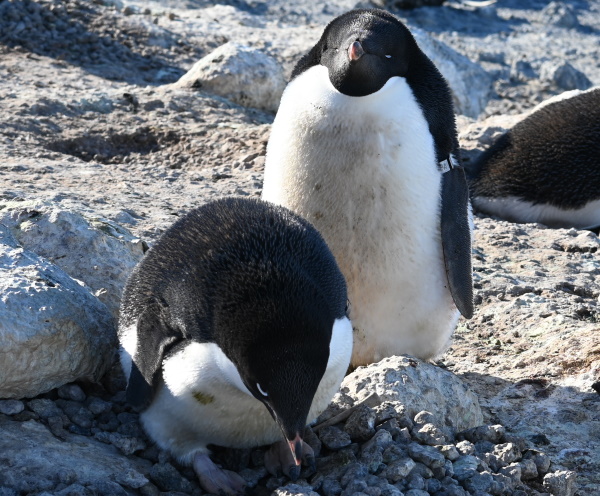 penguin pair