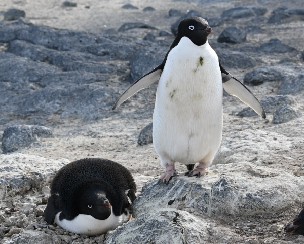 penguins on a nest