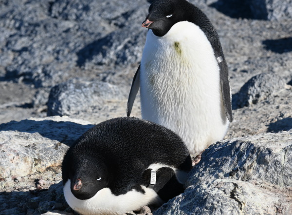 penguins on their nest